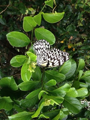 日本最大級の蝶オオゴマダラ