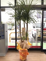 グッドスマイルアクロスプラザ小禄店グランドオープン!! グッドスマイルアクロスプラザ小禄店グランドオープン!!