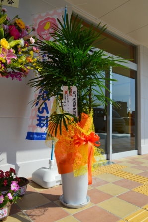 観葉植物