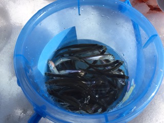 北海道コインランドリー視察