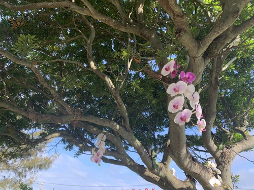 ランの花