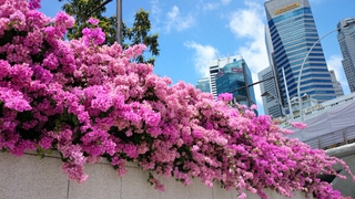 シンガポール・マレーシア研修