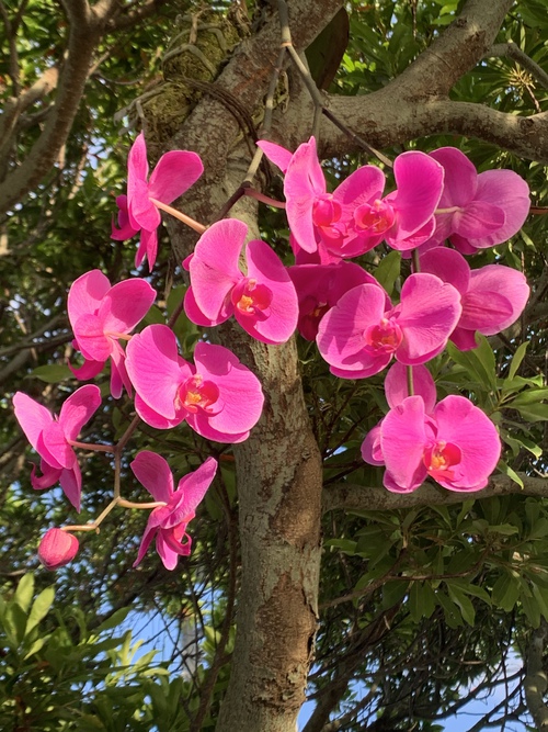 ランの花