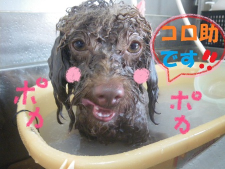 モコモコ♪コロ助くん