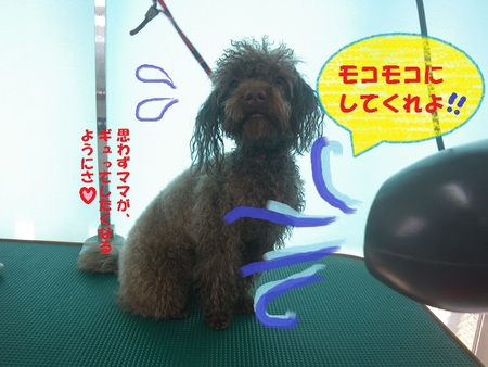 モコモコ♪コロ助くん