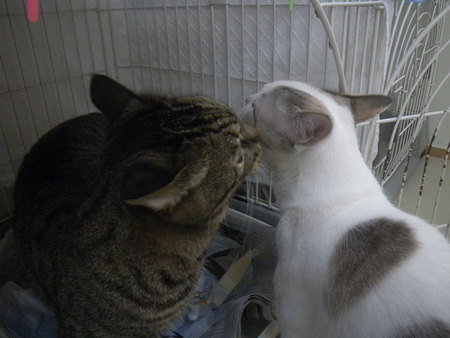 ラムちゃんが好きなこと
