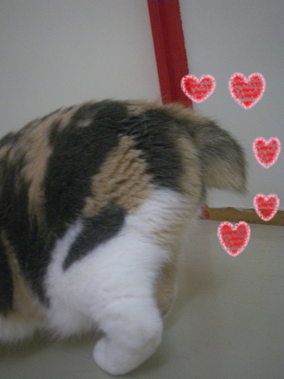 これ、な～んだ？