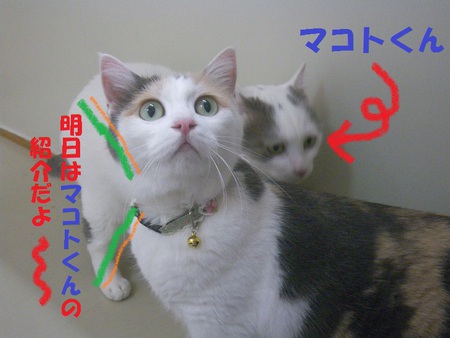 これ、な～んだ？