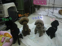 看板犬めいじ 2016/01/04 14:06:41