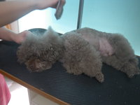 トイ・プードル、コロ助ちゃん♪ 2016/01/31 10:11:03