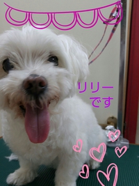 リリーちゃんカラーリング♪♪ 2016/09/05 17:52:08