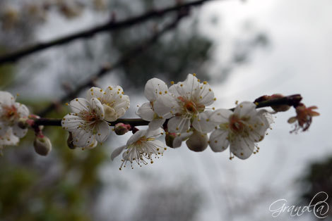 カフェピアニッシモ〜オーシッタイの梅の花
