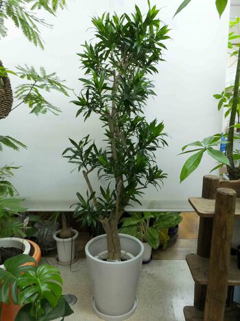 ジャマイカ他 観葉植物 生産販売 Green Goods