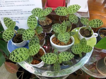 マコデスペトラ紹介 観葉植物 生産販売 Green Goods