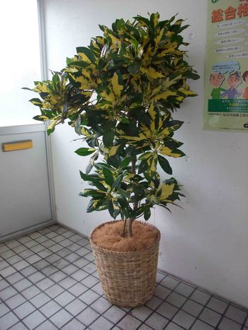 クロトン 観葉植物 生産販売 Green Goods