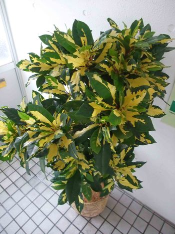 クロトン 観葉植物 生産販売 Green Goods