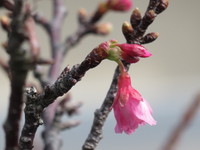 桜の季節 2022/01/22 12:02:52