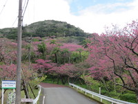 八重岳桜まつり！ 2022/01/28 17:33:20