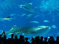 美ら海水族館 2018/10/13 10:07:48