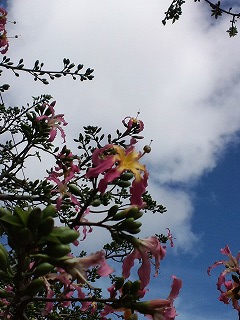 トックリキワタのお花が道路沿いに！