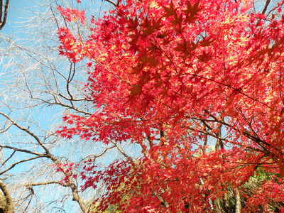 妙心寺　花園会全国大会