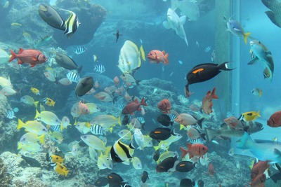 続き★ちゅら海水族館