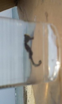 小さな怪獣？ 2009/06/05 01:42:28