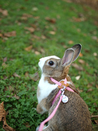 日替わりウサギ写真館「The Daily Bunny」