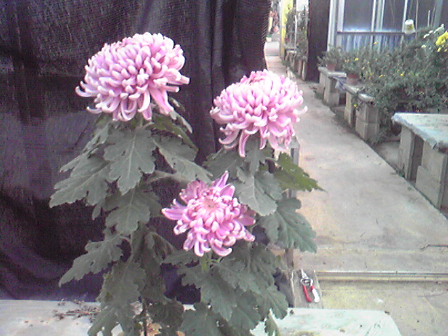 大菊の三本仕立て 必栽 草花大好き男