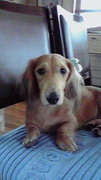 愛犬サムくん 2009/12/02 21:57:33