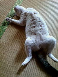 うちのミルちゃん♪ 2009/11/07 18:54:19