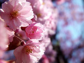桜 2010/01/17 18:44:56