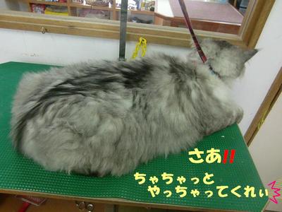 みーちゃん初来店