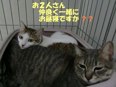 男はつらいよ