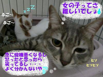 男はつらいよ
