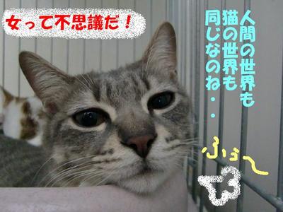 男はつらいよ