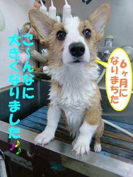 コーギーのくまちゃん