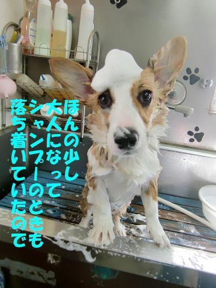 コーギーのくまちゃん
