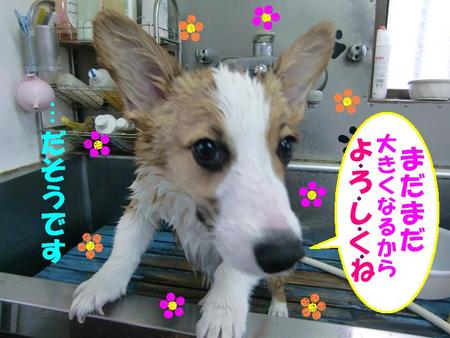 コーギーのくまちゃん