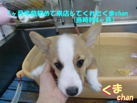コーギーのくまちゃん