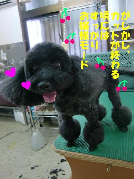 プードルのくーちゃん