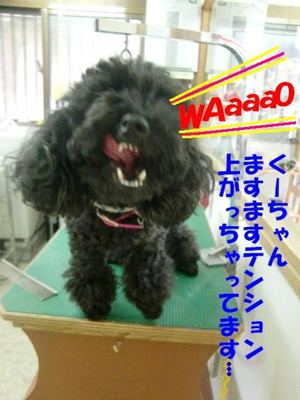 プードルのくーちゃん