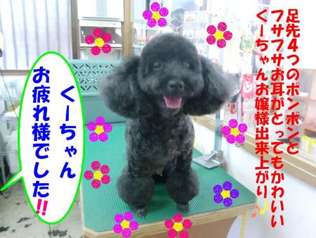 プードルのくーちゃん