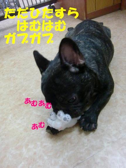 続フレンチブルの定春くん