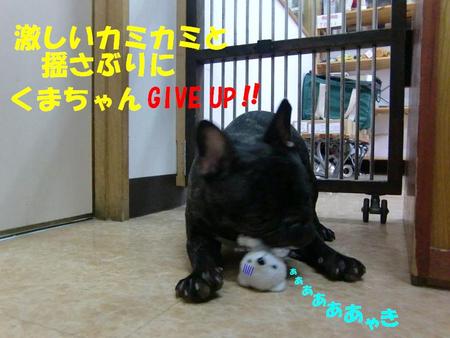 続フレンチブルの定春くん