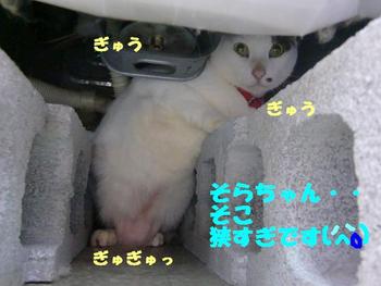 狭いところがお好き
