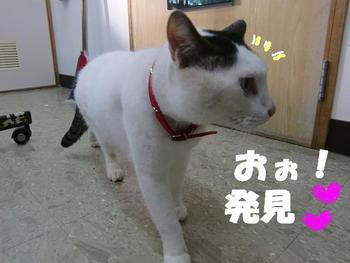 狭いところがお好き