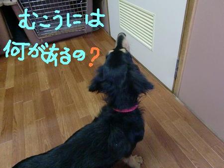 フクちゃんの一日探検