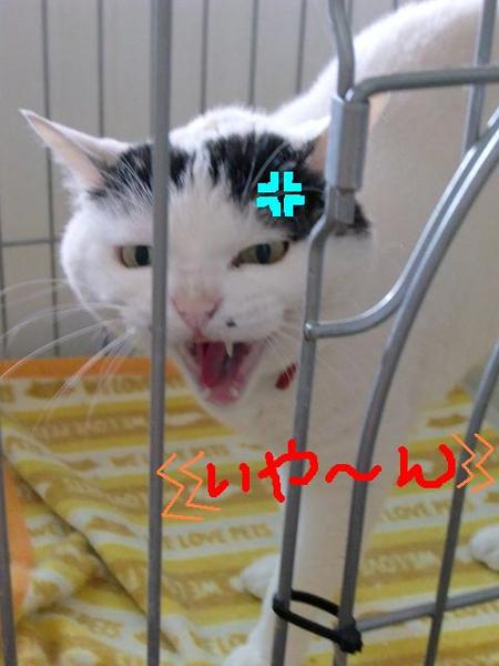 ぽん寿”姫