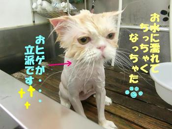 猫さんのカット